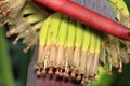 Banana flower eaten as delicious vegetable