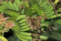 Banana flower eaten as delicious vegetable