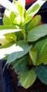 Banana flower growing in a field Royalty Free Stock Photo