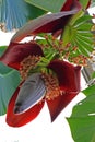 Banana Flower