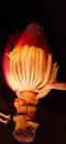 Banana Flower Improves Digestion.