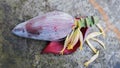 banana flower or jantung pisang or ontong gedang in indonesia Royalty Free Stock Photo