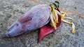 banana flower or jantung pisang or ontong gedang in indonesia Royalty Free Stock Photo