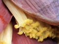 Banana flower macro