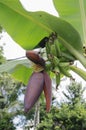 Banana flower Musa acuminata blossom with little bananas on the tree at sunny day Royalty Free Stock Photo