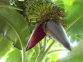 Banana Flower or Musa paradisiaca -image Royalty Free Stock Photo