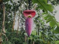 Banana flower. Purple, banana heart