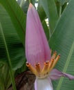 banana flower with purple buds, taken in the afternoon around a protected forest in Medan city. Royalty Free Stock Photo