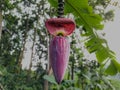 Banana flower. Purple, banana heart