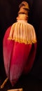 Banana Flower serve as anti depressants without side effects .