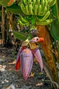 Banana flower with small bananas