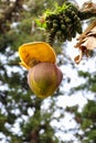 Banana flower and small green bananas growing on a tree Royalty Free Stock Photo