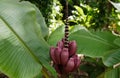 Banana flower - The teardrop-shaped purple flower at the end of the banana fruit cluster in a banana tree is called as
