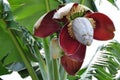 Banana Flower on the tree Royalty Free Stock Photo