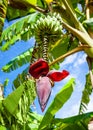 Banana flower Royalty Free Stock Photo