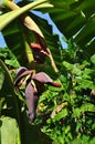 Banana flower on a tree branch Royalty Free Stock Photo