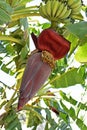 Banana flower tree and stingless bees pollinating, Ribeirao Preto, Sao Paulo, Brazil Royalty Free Stock Photo