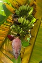Banana Flower, Banana Tree, Tropical Plant, Banana Leaves, Banana Fruits Royalty Free Stock Photo