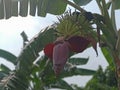 Banana flower and young banana fruit  beautiful on the tree in the garden Royalty Free Stock Photo