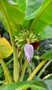 Banana flower with young fruits on the tree Royalty Free Stock Photo