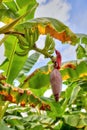 Banana Flower and Young Fruits on Tree Royalty Free Stock Photo