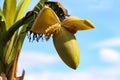 Banana flower and young banana on tree Royalty Free Stock Photo