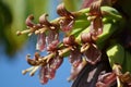 Banana Flowers