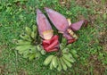 Banana flowers before fruiting and banana