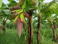Banana flowers hang from the tree in a green banana plantation Royalty Free Stock Photo