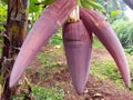 Banana flowers start to bloom