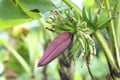 Banana flowers and young bananas on bananas tree. Royalty Free Stock Photo