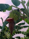 Banana flowers and young bananas. Beautiful on a green plant in the garden with white-gray background. Royalty Free Stock Photo