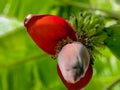 Banana flowers and young bananas on the tree Royalty Free Stock Photo