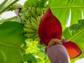 Banana flowers and young bananas on the tree Royalty Free Stock Photo