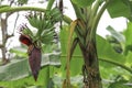 Banana flowers and young bananas on bananas tree. Royalty Free Stock Photo