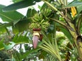Banana flowers and tree Royalty Free Stock Photo