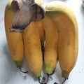 Banana food Fruit Vegetable