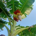 Banana fruit begins to bloom and grow Royalty Free Stock Photo