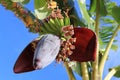 Banana fruit bunch Royalty Free Stock Photo