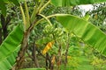 Banana fruit bunch, native variety Royalty Free Stock Photo