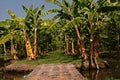 Banana fruit bunch Royalty Free Stock Photo