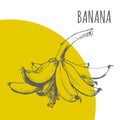 Banana fruit bunch vector botanical illustration sketch plant Royalty Free Stock Photo