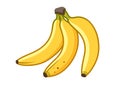 Banana fruit cartoon illustration. Bunch of ripe bananas,