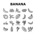 banana fruit food yellow white icons set vector Royalty Free Stock Photo