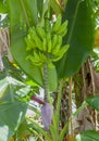 Banana Fruit Growing on a Banana Plant with Flower