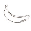 Banana fruit isolated on white background in line art style, doodle and Lines. Vector illustration hand drawn. Royalty Free Stock Photo