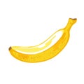 Banana fruit isolated on white, textured realistic flat vector illustration. Graphic element for design.