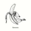 Banana fruit peeled. Ink black and white doodle drawing