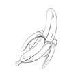 Banana fruit sketch. Linear icon isolated on white background. Royalty Free Stock Photo