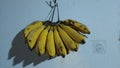 Banana is a fruit typical of regions with tropical climates